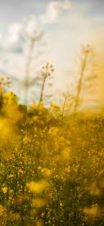 If you have your own one just send us the image and we will show it on the web site. Papers Co Iphone Wallpaper Mw20 Nature Yellow Flower Bokeh Spring Happy