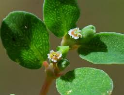Image result for Euphorbia serpens