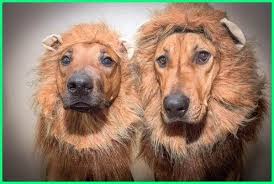 Ribuan anjing sumber daya gambar png baru ditambahkan setiap hari. Mirip Singa 10 Anjing Ini Bakal Jadi Peliharaan Yang Luar Biasa Dunia Fauna Hewan Binatang Tumbuhan Anjing Hewan Hewan Peliharaan