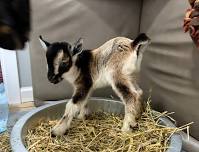 Goat Yoga - with Jes at 6 PM