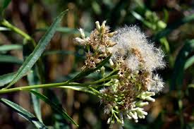 Image result for Boscia salicifolia