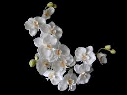 White Orchids Png By The Night Bird On Deviantart Orchid Flower White Orchids Flower Wallpaper