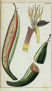 Image result for Musa paradisiaca