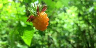Maybe you would like to learn more about one of these? Five Life Changing Native Plants Trees At Washington State Parks Washington State Parks Foundation