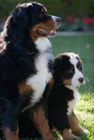Puppies are 4 weeks old and have been raised by the aga in a family home. Bernese Mountain Dogs Pups For Sale View Pups Pedigreedogs Ie
