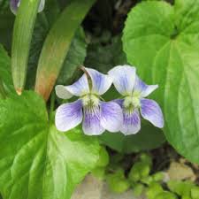 Image result for Viola abyssinica