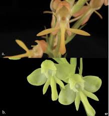 Image result for Habenaria arenaria