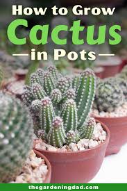Don't be embarrassed to start your cactus and succulent collection with the inexpensive plants from dime stores, florists or botanical garden shops. How To Grow Cactus Indoors Outdoors The Gardening Dad How To Grow Cactus Cactus Cactus Care