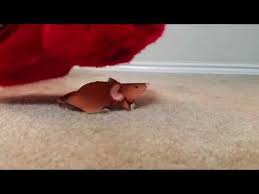 World wildlife conservation day in 2021. Girl Stomping Mice Shefalitayal