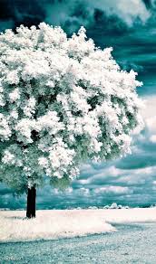 For news, please see @naturenews. Infrared Tree Photography Be Creative Tree Photography Beautiful Tree Nature Photography
