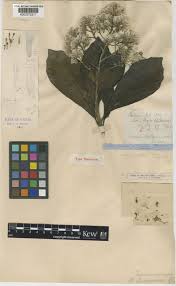 Image result for Monosis