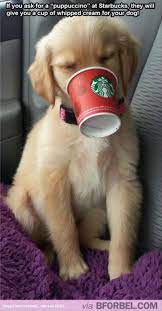 Sign up for a newsletter today! 37 Funny Animal Memes That Will Have You Laughing Out Loud