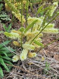 Image result for Elephantorrhiza burkei