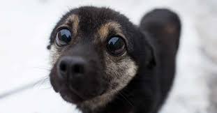 Puppy Dog Eyes Are Real Says Science The Animal Rescue Site Blog In 2020 Puppy Dog Eyes Dog Eyes Dogs And Puppies