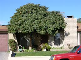 But, considering your in zone 3 and you plan. Xtremehorticulture Of The Desert Fruit Trees To Provide Shade For The House