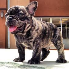 Check spelling or type a new query. French Bulldog Colors Dream Valley Frenchies