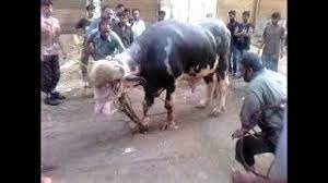 Dangerous qurbani of camel all time. Most Beautiful Cow Qurbani 2018 Most Beautiful Pink Buffalo Bull Qurbani 2018 Youtube