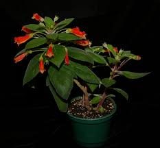 Image result for Kohleria