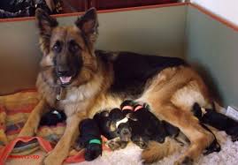 You will find german shepherd dog dogs and puppies for adoption in our pennsylvania listings. German Shepherd Puppies For Sale Near Pittsburgh Pa Petsidi