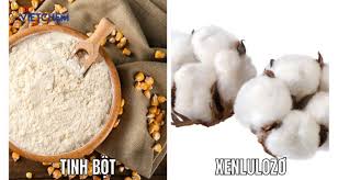 Tinh bột và cellulose