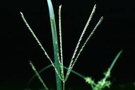 Image result for Eleusine kigeziensis