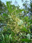 Image result for Maesa lanceolata