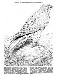 This is probably the best set of free printable angry birds coloring pages with all angry birds and pigs in a whole universe. Birds Of Prey Coloring Book Dover Nature Coloring Book Amazon Co Uk John Green 9780486259895 Book Bird Coloring Pages Animal Coloring Pages Bird Drawings