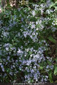 Image result for Xyris asterotricha