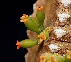 Image result for Viscum subserratum