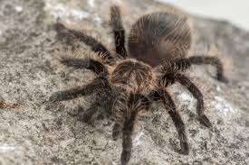 Maybe you would like to learn more about one of these? Thousands Of Tarantulas Are About To Crawl Across Colorado As Old Males Hunt For Females In Mass Migration
