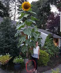 Free shipping for many products! My Friends Giant Sunflower Mildlyinteresting