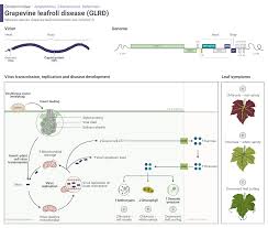 Image result for Grapevine leafroll virus