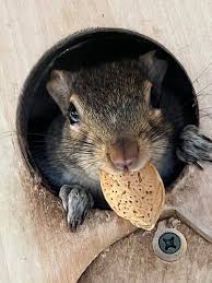 Image result for squirrel