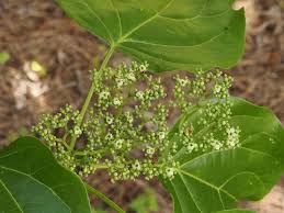 Image result for Premna serratifolia