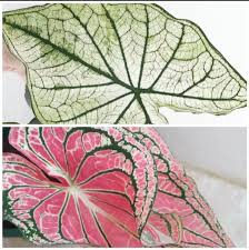 2 Jenis Tanaman Bunga Hias Hidup Caladium White Keladi Wayang Lazada Indonesia