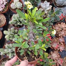 Image result for Euphorbia unicornis