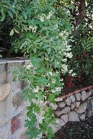 Image result for Oldfieldia macrocarpa