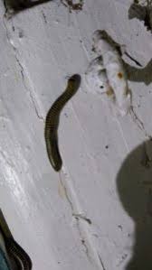 Check out the entire ask catie collection catie wegman. Yellow And Black Worms Are Bumble Bee Millipedes All About Worms