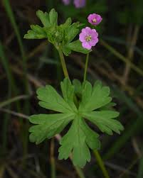 Image result for Persicaria madagascariensis