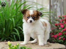 Though dna testing has become more readily available, it is still met with much skepticism on its accuracy. Papillon Mix Puppies For Sale Greenfield Puppies