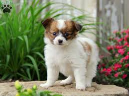Papillons for sale in michigan. Papillon Puppies For Sale Pap Puppies Greenfield Puppies