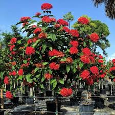 Image result for Ixora praetermissa