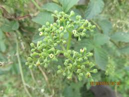 Image result for Cayratia