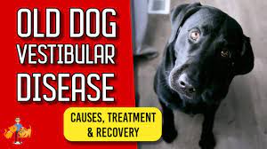 Old Dog Vestibular Disease Signs Treatment And Recovery Youtube