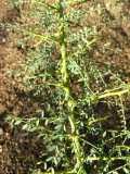 Image result for Parkinsonia africana