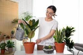 Kamu bisa menggunakan software untuk melakukan penghitungan terhadap jenis. 9 Jenis Pokok Hiasan Dalam Rumah Yang Bermanfaat Untuk Anda Iproperty Com My