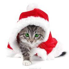 Check spelling or type a new query. 49 Free Christmas Wallpaper With Cats On Wallpapersafari