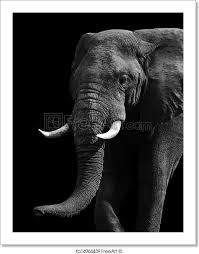 African Elephant Black And White Elephant Pictures Freeart Fa14964439 Elephant Photography Elephant Print Art Elephant Art