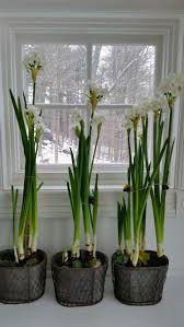 Paperwhites Bulb Flowers Paperwhites Indoor Flowers
