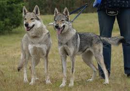 Der tschechoslowakische wolfshund ist eine recht junge hunderasse und hat ihren ursprung in ersten zuchtversuchen um 1955 in der damaligen slowakei. Pin Auf Tschechoslowakische Wolfshunde